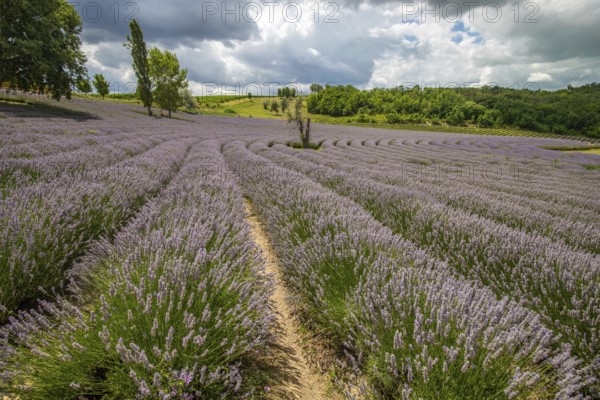 Beautiful summer evening in a lavender field. Large blue lavender bushes blooming in a cultivation area. Landscape shot under a cloudy sky at Lake Balaton, Hungary, Europe