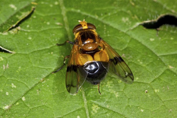 Cistogaster globosa, Caterpillar Fly, Tachinid Fly