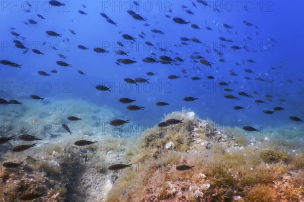 Sea Life Underwater Rocks Sunlight, Underwater Life, wildlife