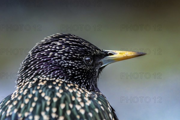 Starling (Sturnus vulgaris) in spring plumage, close-up, Hochrhein, Baden-Württemberg, Germany, Europe
