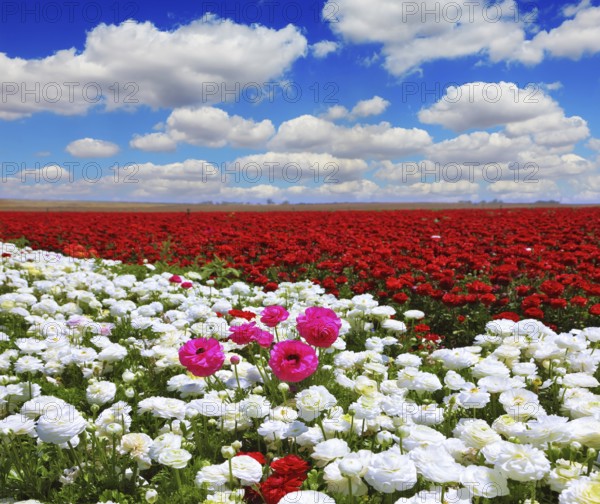 Boundless rural field with flowers. White garden buttercups are combined with bright red and pink flowers ranunculus. Cumulus clouds float across the sky