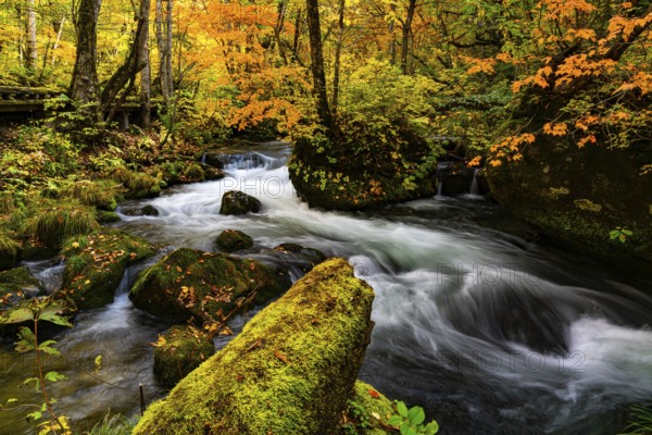 View of Oirase River flow along the Oirase Walking Trail passing the colorful forest of autumn season at Oirase Gorge in Towada Hachimantai National Park, Aomori Prefecture, Japan, Asia