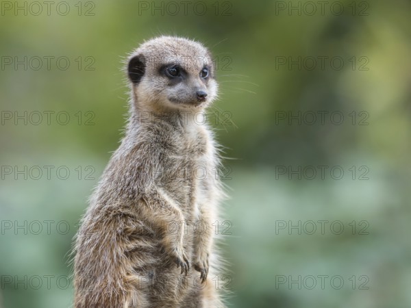 Portrait of a meerkat. portrait of a meerkat