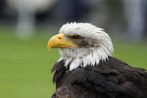 Bald eagle, Haliaeetus leucocephalus