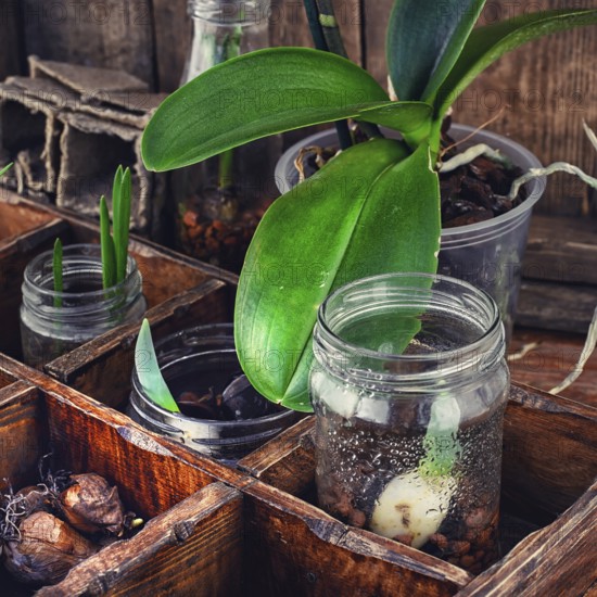 Bulbs and plant shoots and spring flowers in wooden box