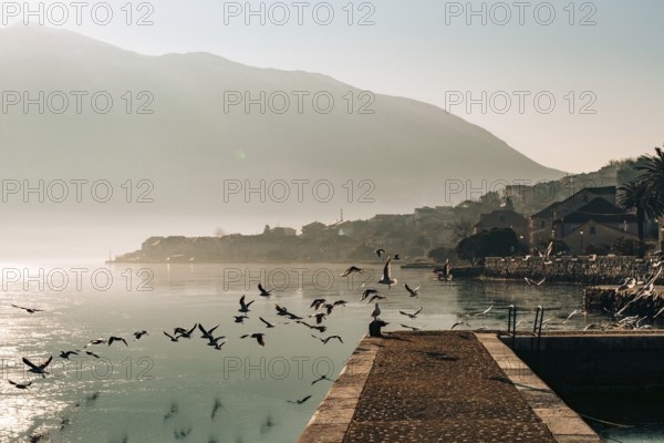Seagull flying in the sky over the water
