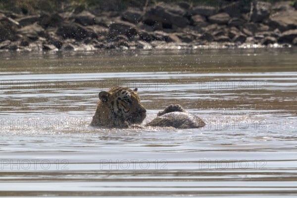 Tiger (Panthera tigris), Bengal tiger or Indian tiger, big cat (Pantherinae), carnivore (Carnivora), critically endangered, playing with killed wild boar (Sus scrofa) in the water, Satpura National Park, Tiger Reserve, Madhya Pradesh, Pachmarhi Biosphere Reserve, India, Asia