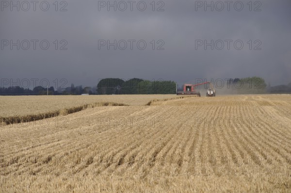 Farmers harvest a crop of wheat, South Canterbury, New Zealand, Oceania