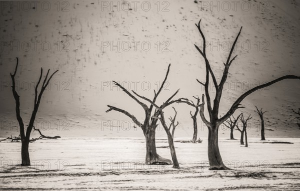 Dead Camelthorn trees stand, without decaying in Deadvlei in the Namib Desert