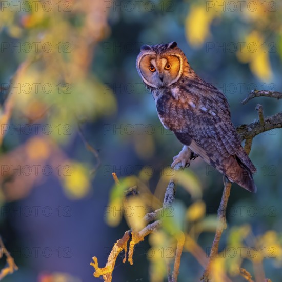 Long-eared owl, (Asio otus), perch, animals, birds, owls, Hockenheim, Baden-Württemberg, Federal Republic of Germany