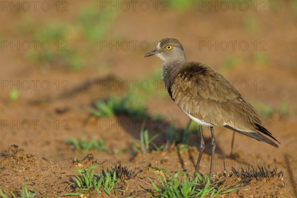 Lapwing (Vanellus lugubris), animals, birds, biotope, habitat, foraging, wader, plover family, Mkuze Game Reserve, Mkuze, KwaZulu-Natal, S¸dafrica