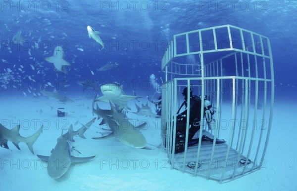 Lemon Sharks and divers in a shark cage, Negaprion brevirostris, Bahamas, Grand Bahama Island, Atlantic Ocean, Central America