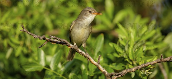 Olive warbler, (Hippolais olivetorum), animal, animals, bird, birds, biotope, habitat, perch, branch, twig, foraging, songbird, reed warbler family Lesvos, Greece, Europe