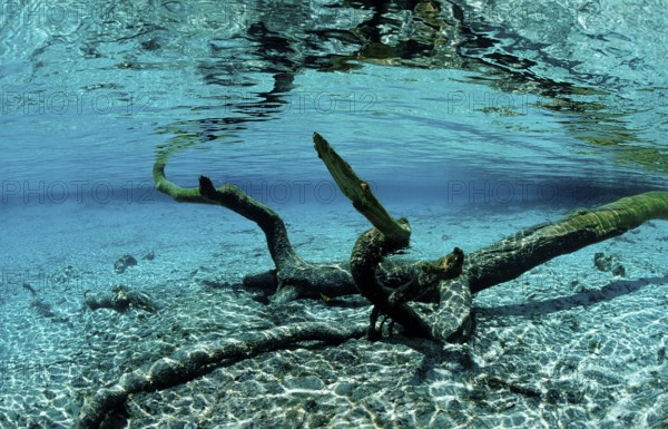 Water reflection, USA, Florida, FL, Crystal River, North America