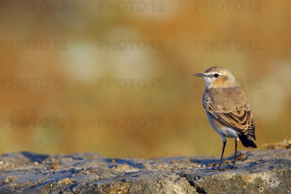 Isabelline Wheatear, (Oenanthe isabellina), biotope, habitat, foraging, animals, birds, songbird, flycatcher family Salalah, Al Mughsyal, Muscat, Oman, Asia