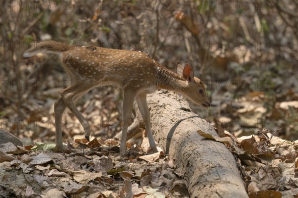 Axis deer, Chital (Axis axis), juvenile, morning light, backlight, Kanha National Park, Tiger Reserve, Jabalpur, Madhya Pradesh, India, Asia