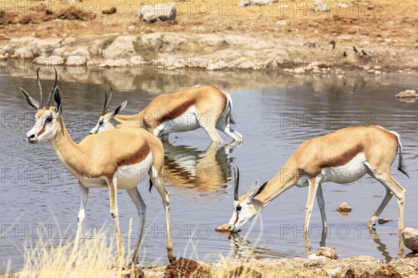 Three springboks gazelles at pool in Namibian savannah of Etosha National Park, dry season in Namibia