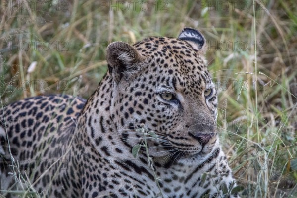 Close up of a Leopard's face in the Sabi Sand Game Reserve, South Africa, Africa