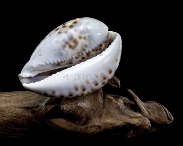 Close-up of a Cypraea tigris shell, commonly known as the tiger cowrie, resting on driftwood against a black background, highlighting its glossy surface and spotted pattern, Odessa, Ukraine, Europe