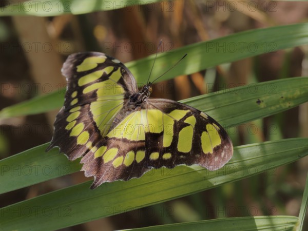 A butterfly with black and yellow spotted wings, resting on long green leaves, in a natural setting, Lepidoptera, Nymphalidae, Malachite butterfly, Siproeta stelenes biplagiata, Corozal district, Belize, Central America