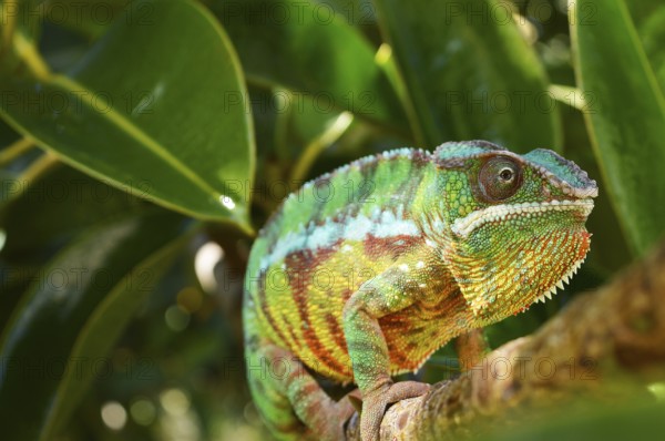 Panther chameleon