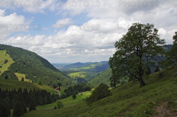 View in the Allgäu Nagelfluhkette nature park Park