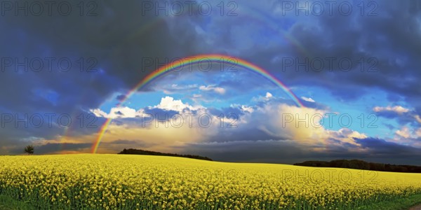 Panorama, rainbow over a rape field