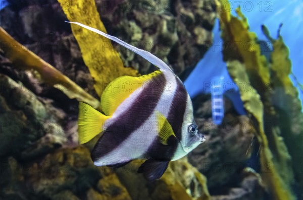 Exotic coral fish in aquarium in Saint-Petersburg, Russia, Europe
