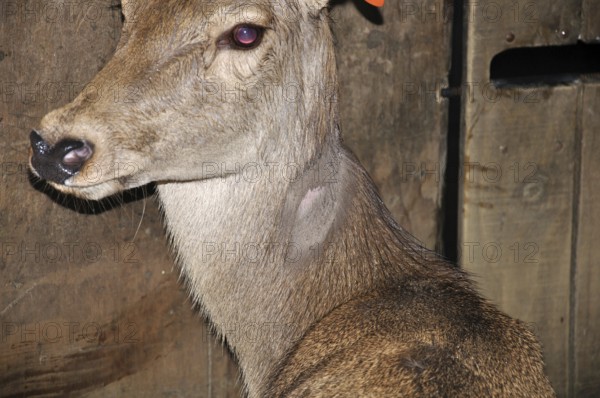 Red deer hind with lump on shaved part of neck as a reaction to tuberculosis test, Westland, New Zealand, Oceania