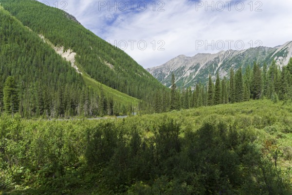 Thickets of dwarf birch in the Shawla River valley. August, Altai Mountains, Siberia, Russia, Europe