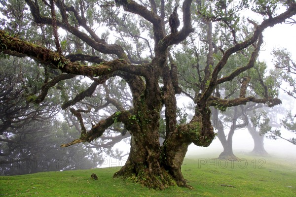 Laurel forest (Laurisilva) Unesco World Heritage Site, nature reserve, fog, evergreen, village of Fanal 1236 m, Posto Florestal da Fanal, Madeira