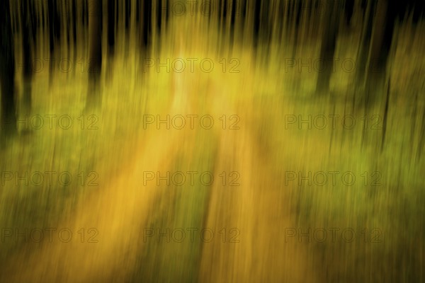 Traumatic path in a forest