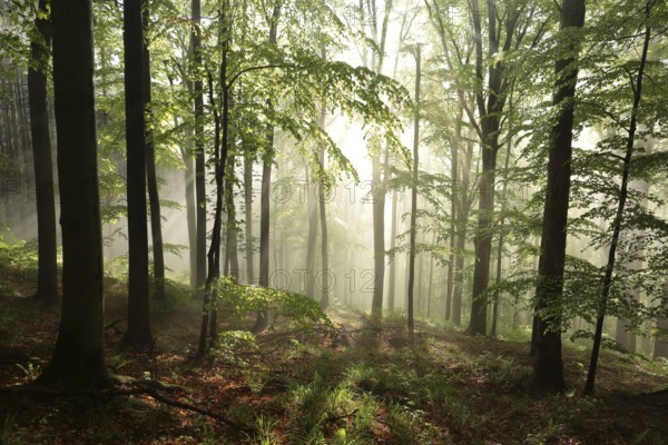 Spring beech forest during sunrise, Poland, Europe