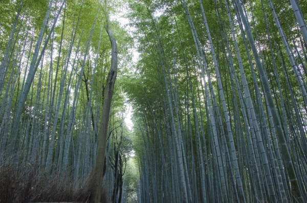 Background of green japanese bamboo stems in a forest seen from the side, Kyoto, Japan, Asia
