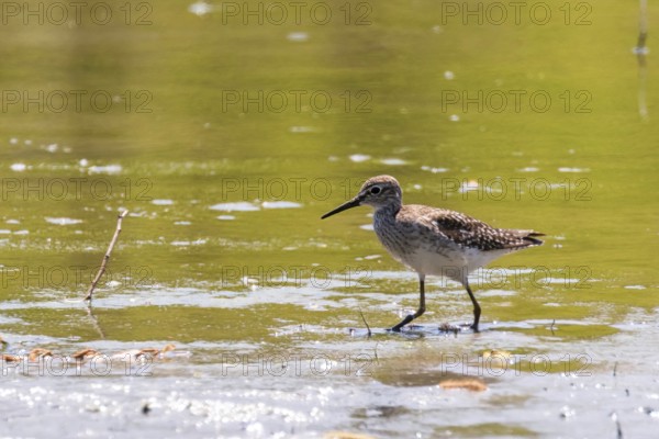 Sandpiper, Wood sandpiper in Shallow Water (Tringa glareola) Wader Bird Sandpiper