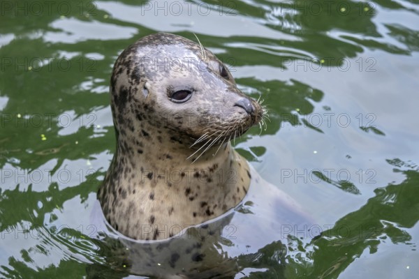 Harbor Seal (Phoca vitulina) with his head above green water