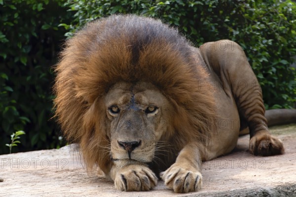 Close up photo of a african lion