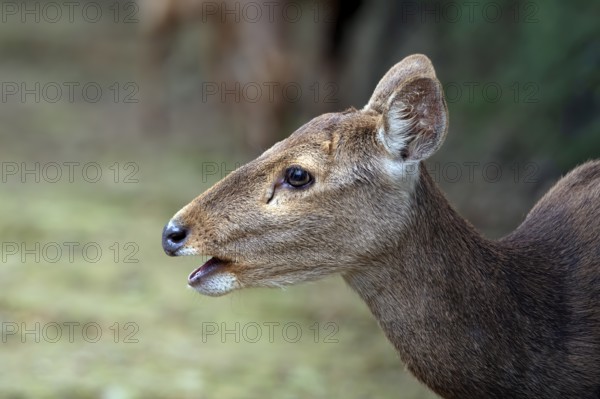 Close up photos of female sambar deer