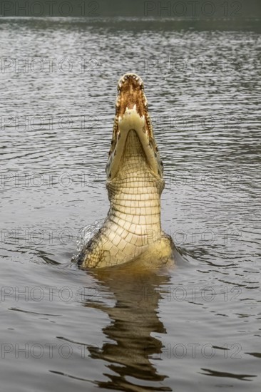 Spectacled caiman (Caiman crocodilus yacara), Crocodile (Alligatoridae), crocodile (Crocodylia), jumps out of the water, belly side visible, Pantanal, inland, wetland, UNESCO Biosphere Reserve, World Heritage Site, wetland biotope, Mato Grosso, Brazil, South America