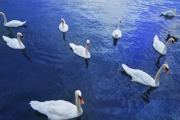 Swans in Geneve Geneva of Switzerland Swiss in Leman lake