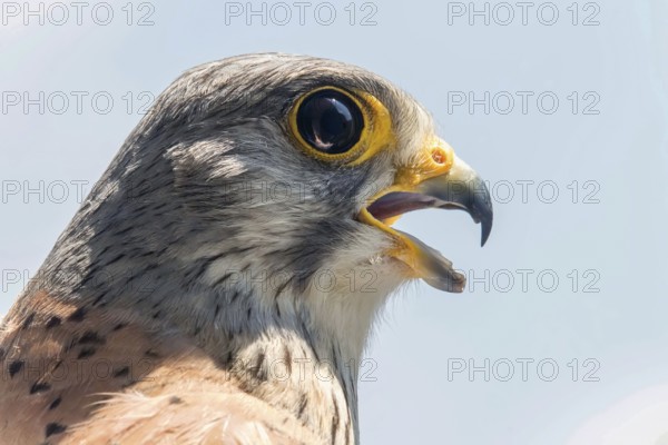 Common Kestrel Portrait Beak Wide Open (Falco tinnunculus) European kestrel