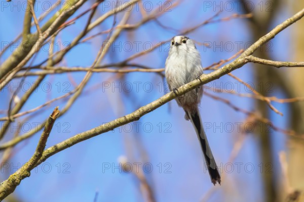 Long-tailed tit on branch (Aegithalos caudatus) Cute little Bird