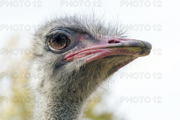 Ostrich Close up portrait, Close up ostrich head (Struthio camelus)