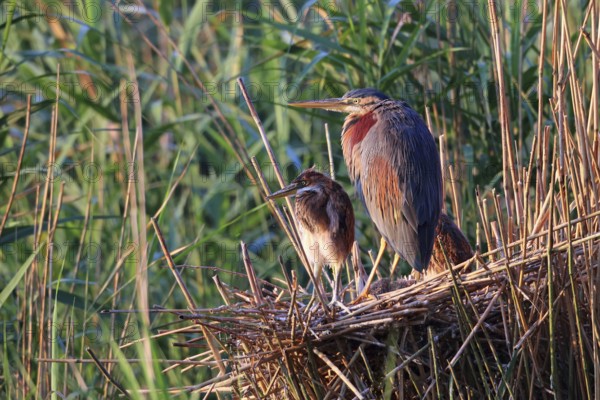 Purple heron, Ardea purpurea, nest, young birds
