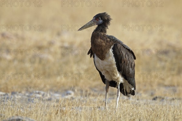 Abdim's stork, Ciconia abdimii, Oman, Asia