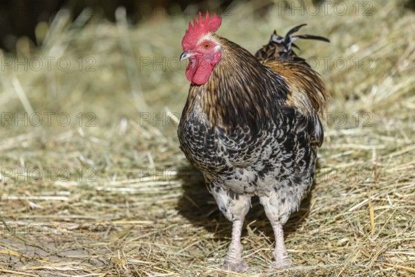 Free-ranging barnyard rooster with colorful plumage, outdoor breeding. Bas-Rhin, Collectivite europeenne d'Alsace, Grand Est, France, Europe