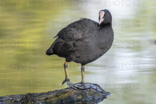 Eurasian coot (Fulica atra) cleaning its feathers on a river. Bas-Rhin, Collectivite europeenne d'Alsace, Grand Est, France, Europe