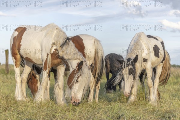 Group of Irish Cob ponies eating in pen. Alsace, France, Europe