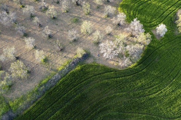 Drone aerial view of green meadow agriculture field and blooming almond tree. Spring season outdoor. Cyprus landscape