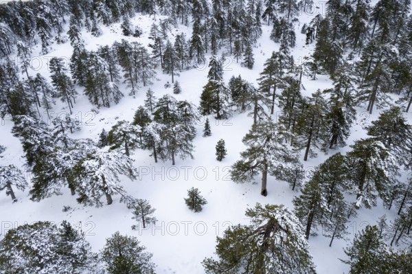 Drone aerial scenery of mountain snowy forest landscape covered in snow. Wintertime Troodos mountains Cyprus